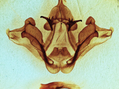 genitalia view of adult Datana ministra