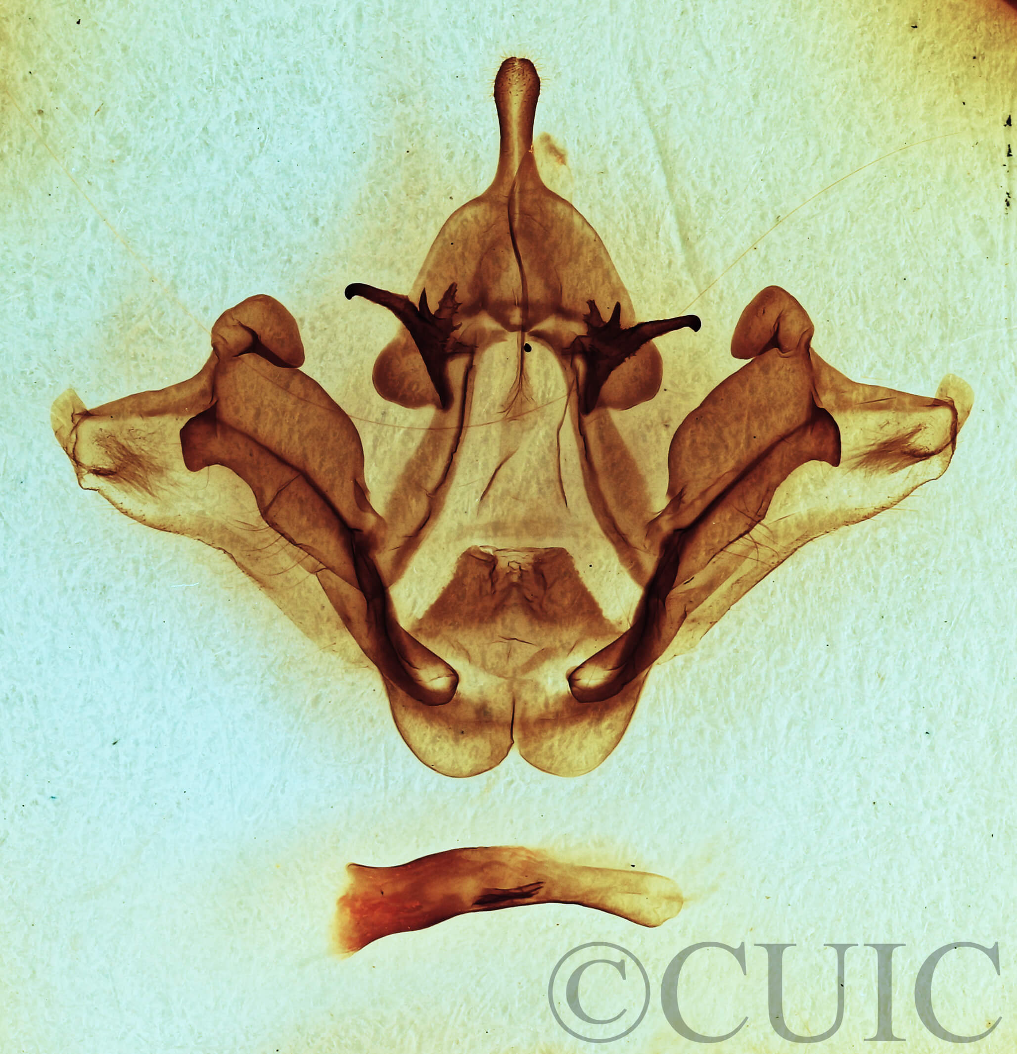 genitalia view of adult Datana ministra