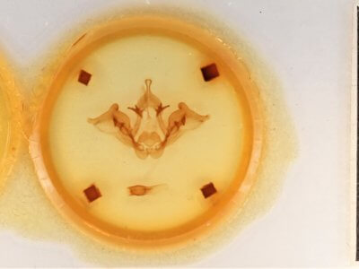 slide view of adult Datana drexelii