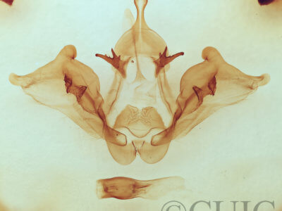 genitalia view of adult Datana drexelii