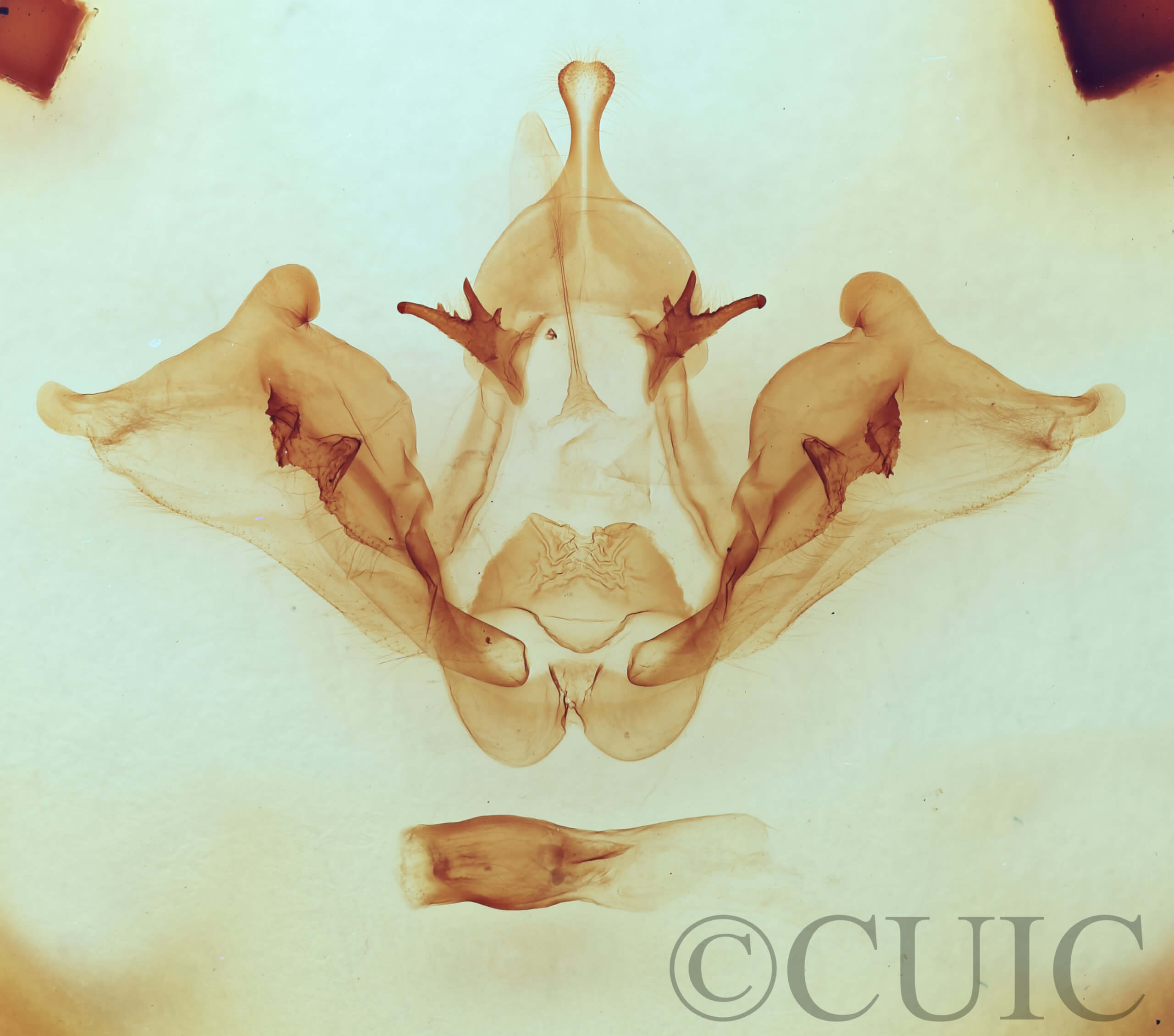 genitalia view of adult Datana drexelii