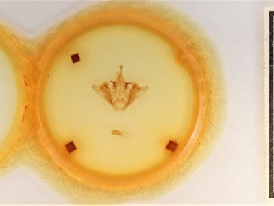 slide view of adult Datana integerrima