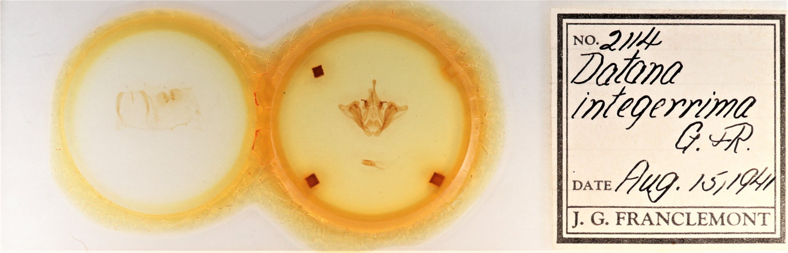 slide view of adult Datana integerrima