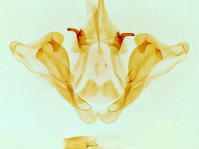 genitalia view of adult Datana integerrima