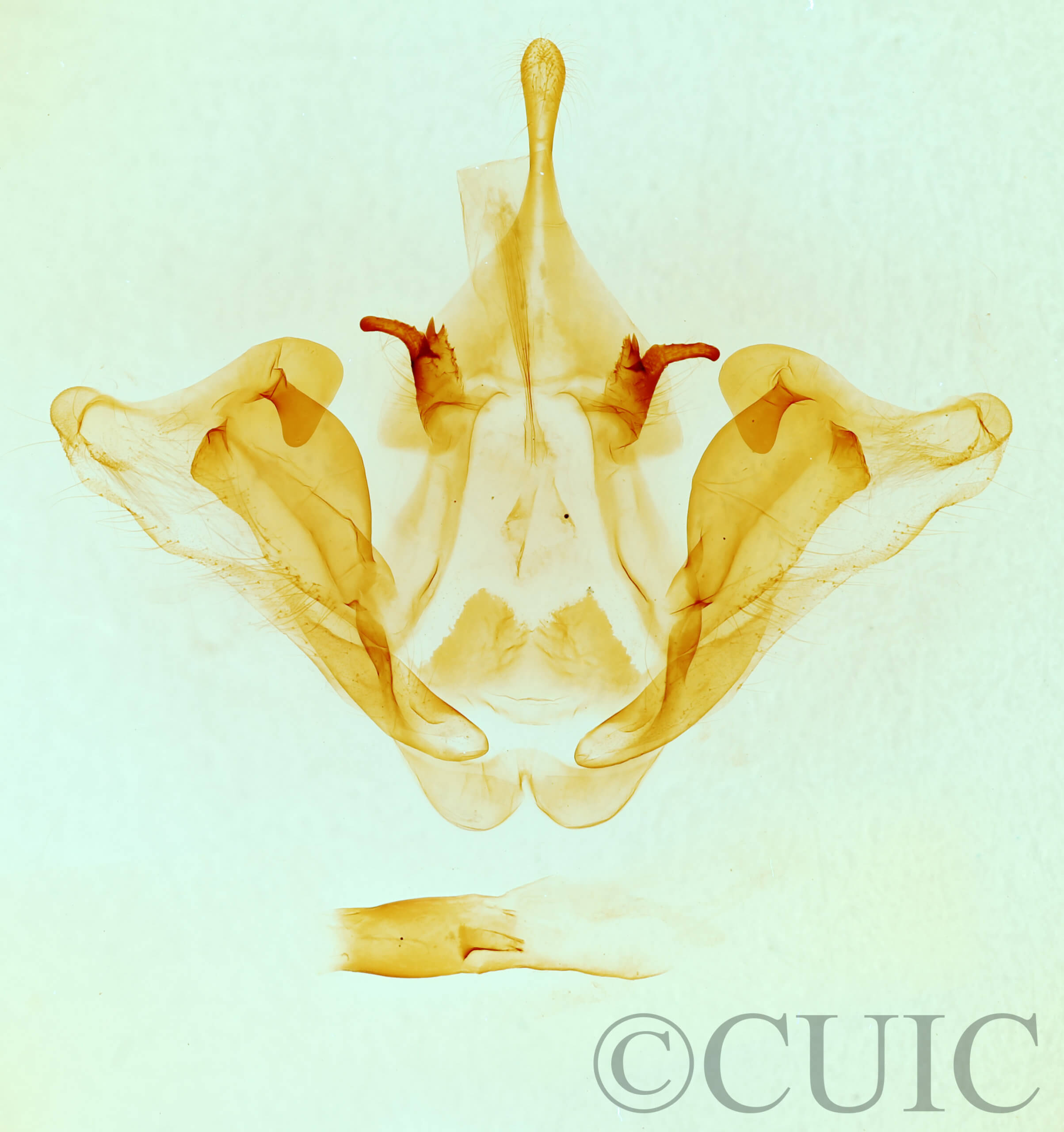 genitalia view of adult Datana integerrima