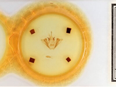 slide view of adult Datana integerrima