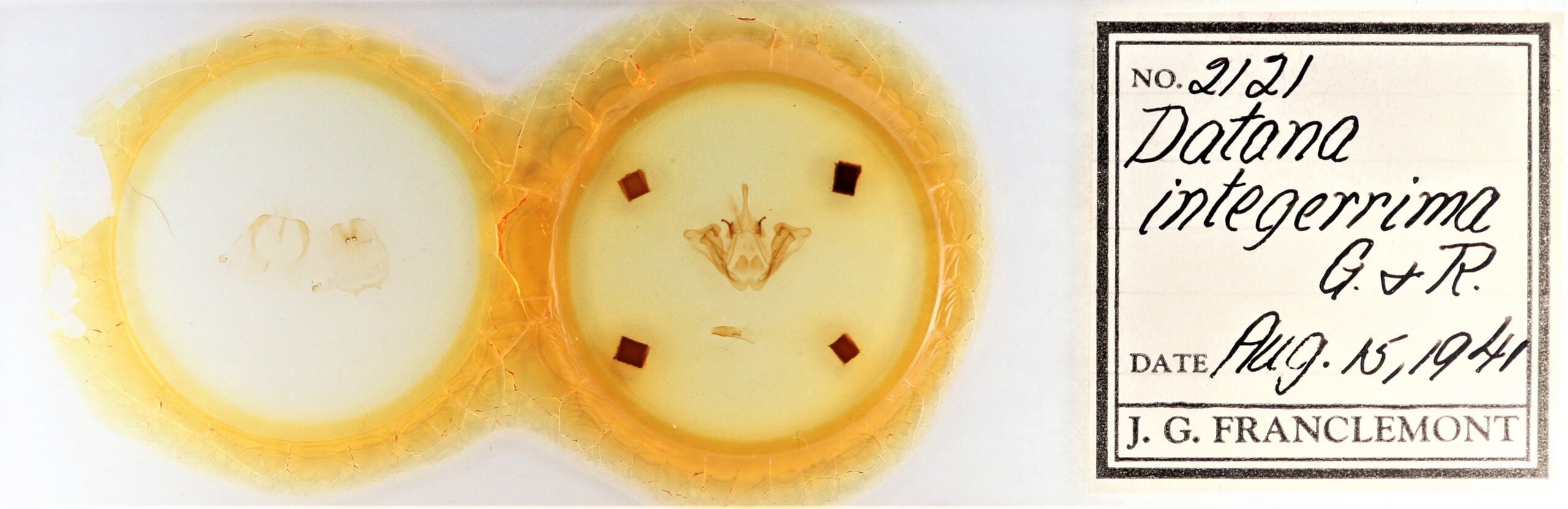 slide view of adult Datana integerrima