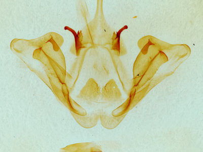genitalia view of adult Datana integerrima