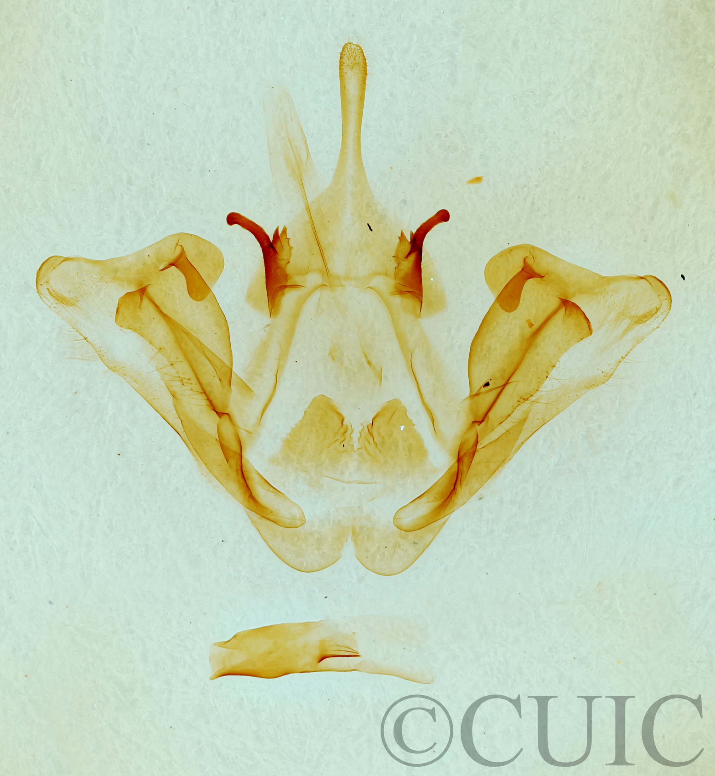 genitalia view of adult Datana integerrima