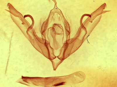 genitalia view of adult Lithophane bethunei