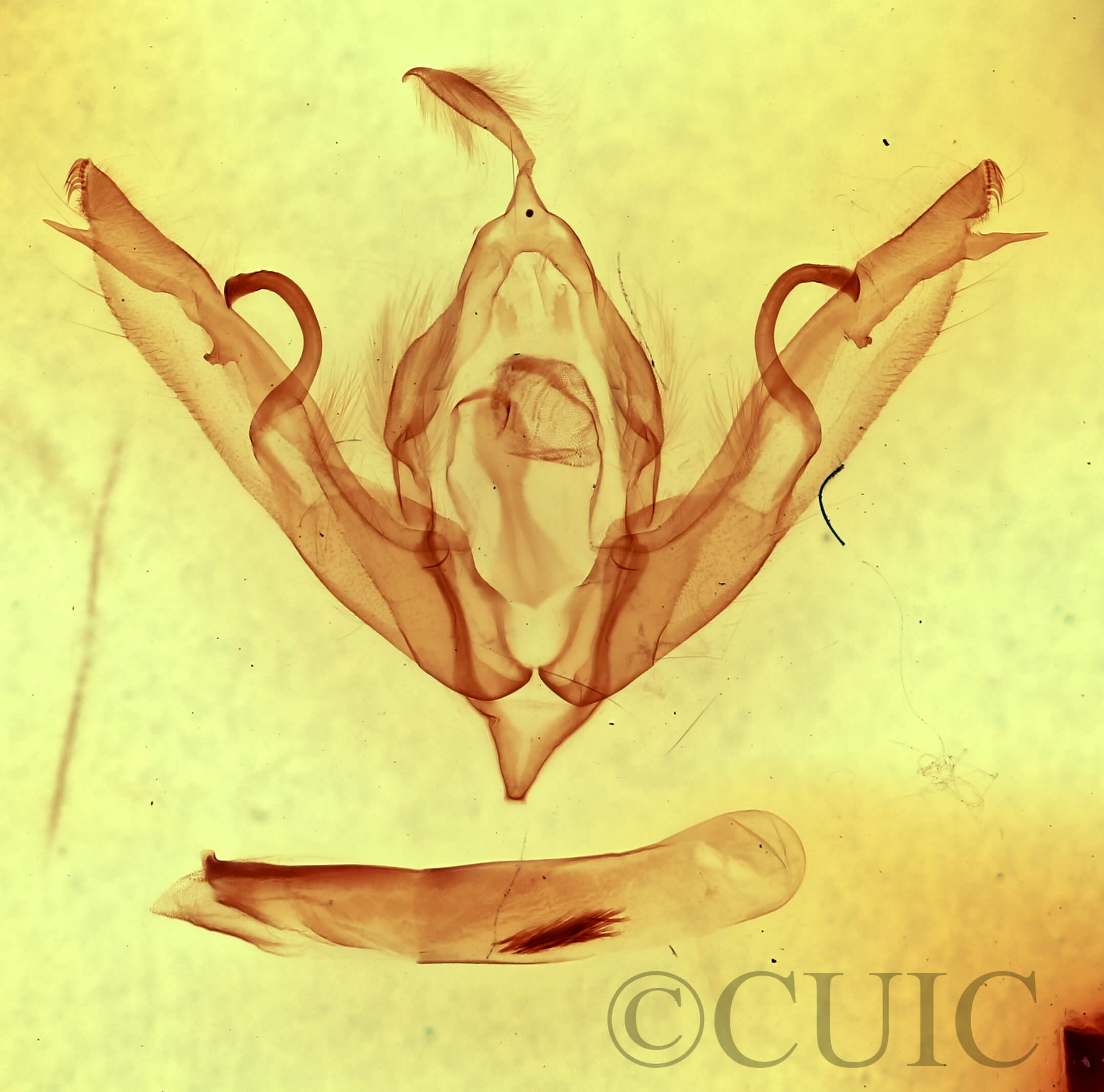 genitalia view of adult Lithophane bethunei