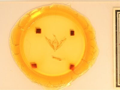 slide view of adult Lithophane bethunei