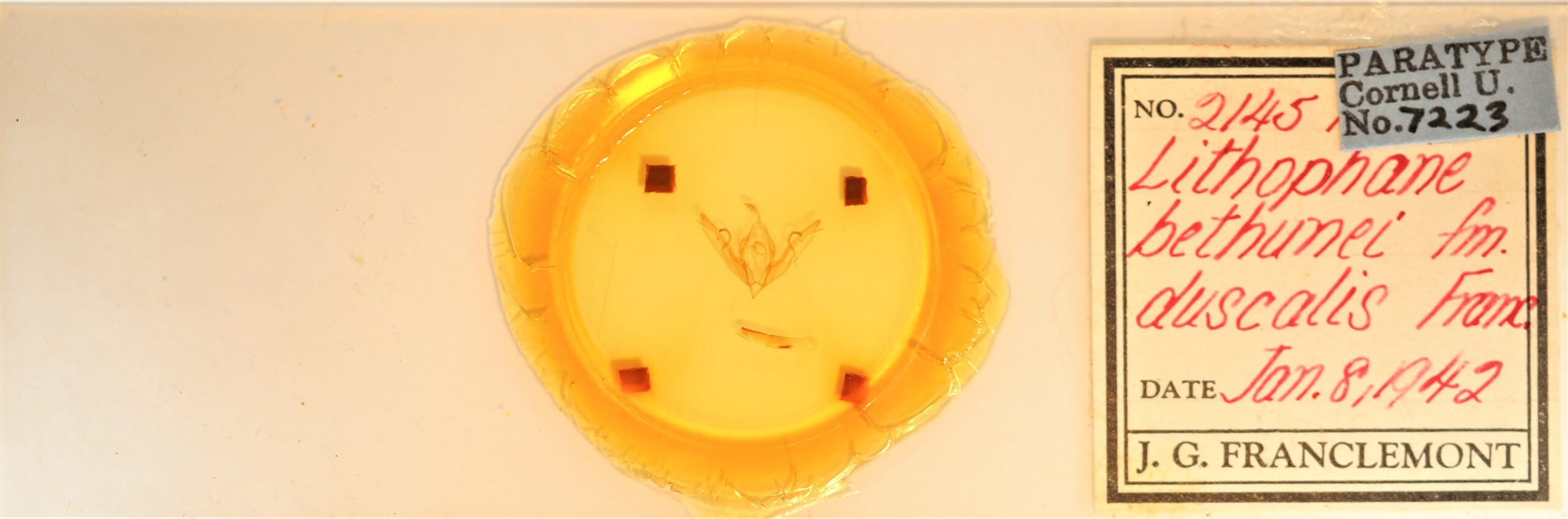 slide view of adult Lithophane bethunei