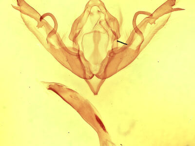 genitalia view of adult Lithophane bethunei