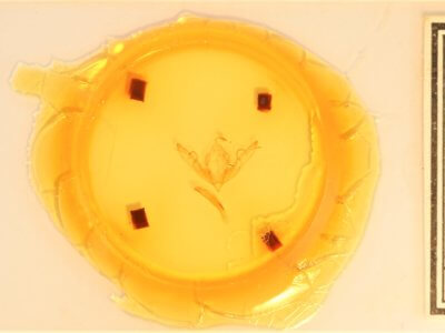 slide view of adult Lithophane bethunei