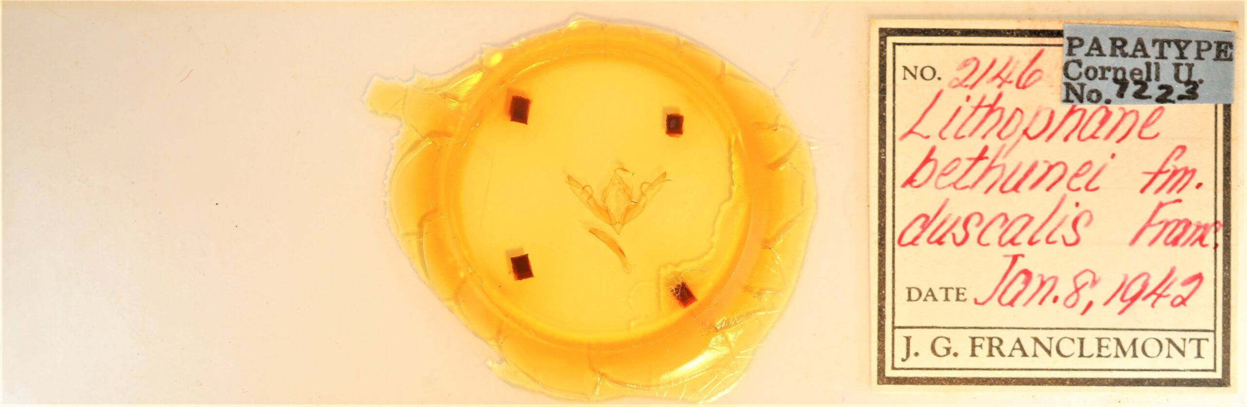 slide view of adult Lithophane bethunei