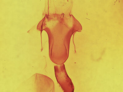 genitalia view of adult Lithophane bethunei