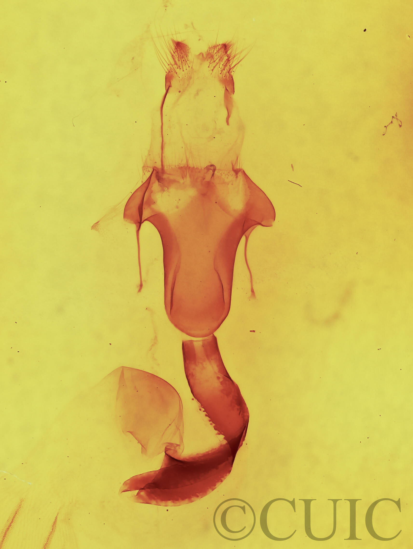 genitalia view of adult Lithophane bethunei