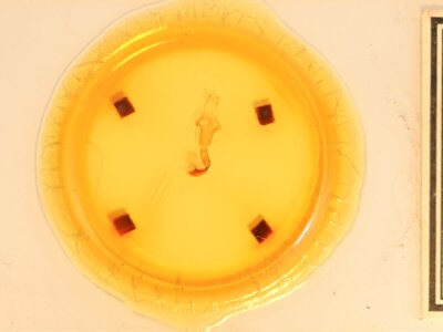 slide view of adult Lithophane bethunei