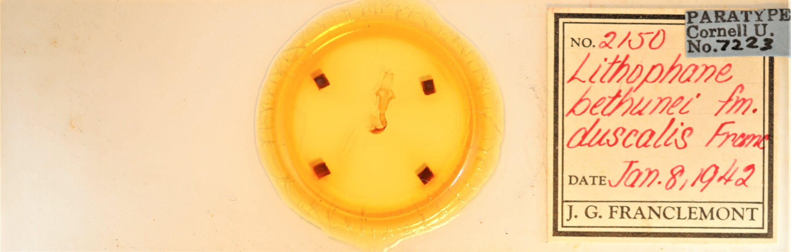 slide view of adult Lithophane bethunei