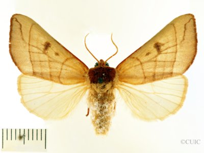 dorsal view of adult Datana perspicua