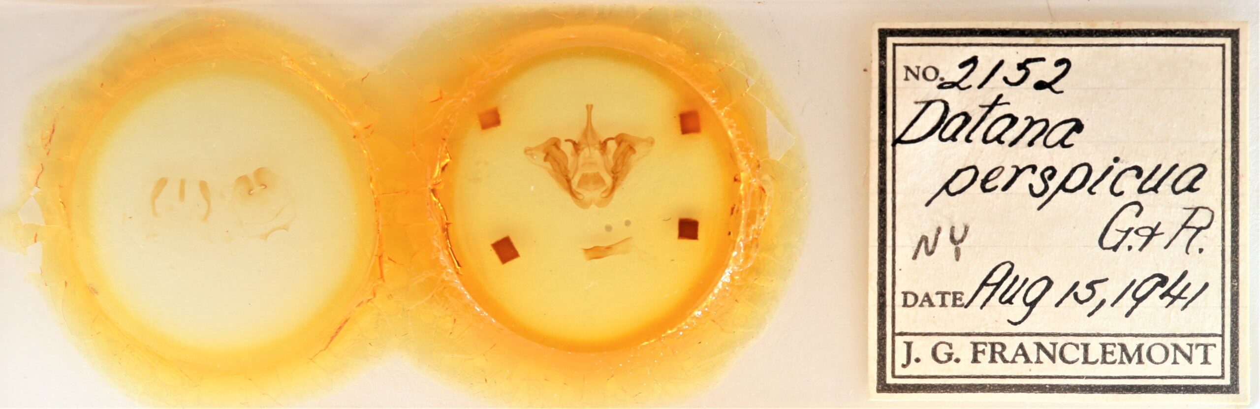 slide view of adult Datana perspicua