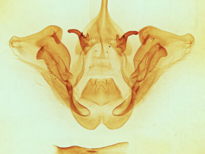 genitalia view of adult Datana perspicua