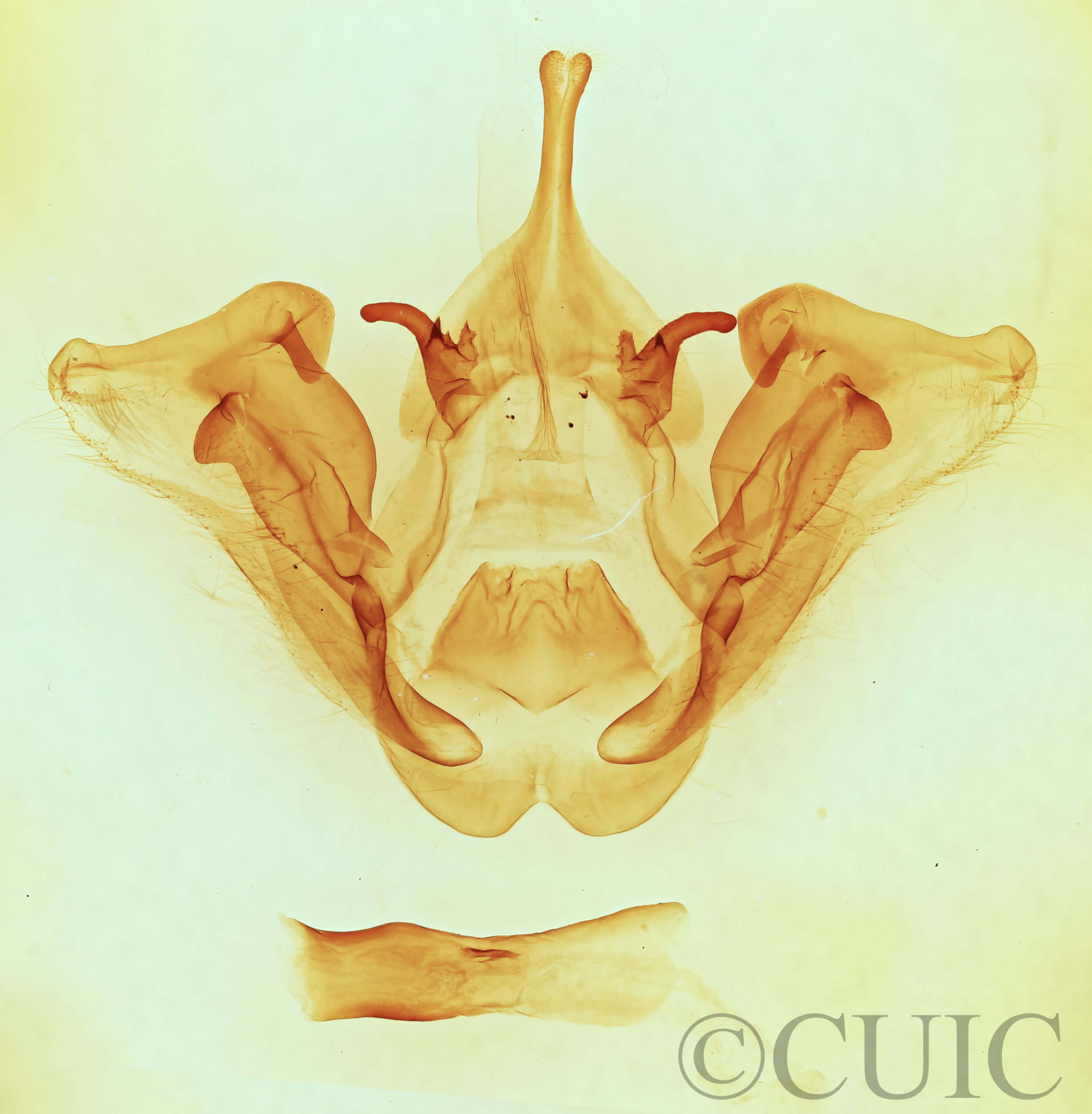 genitalia view of adult Datana perspicua