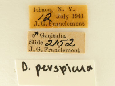 label view of adult Datana perspicua