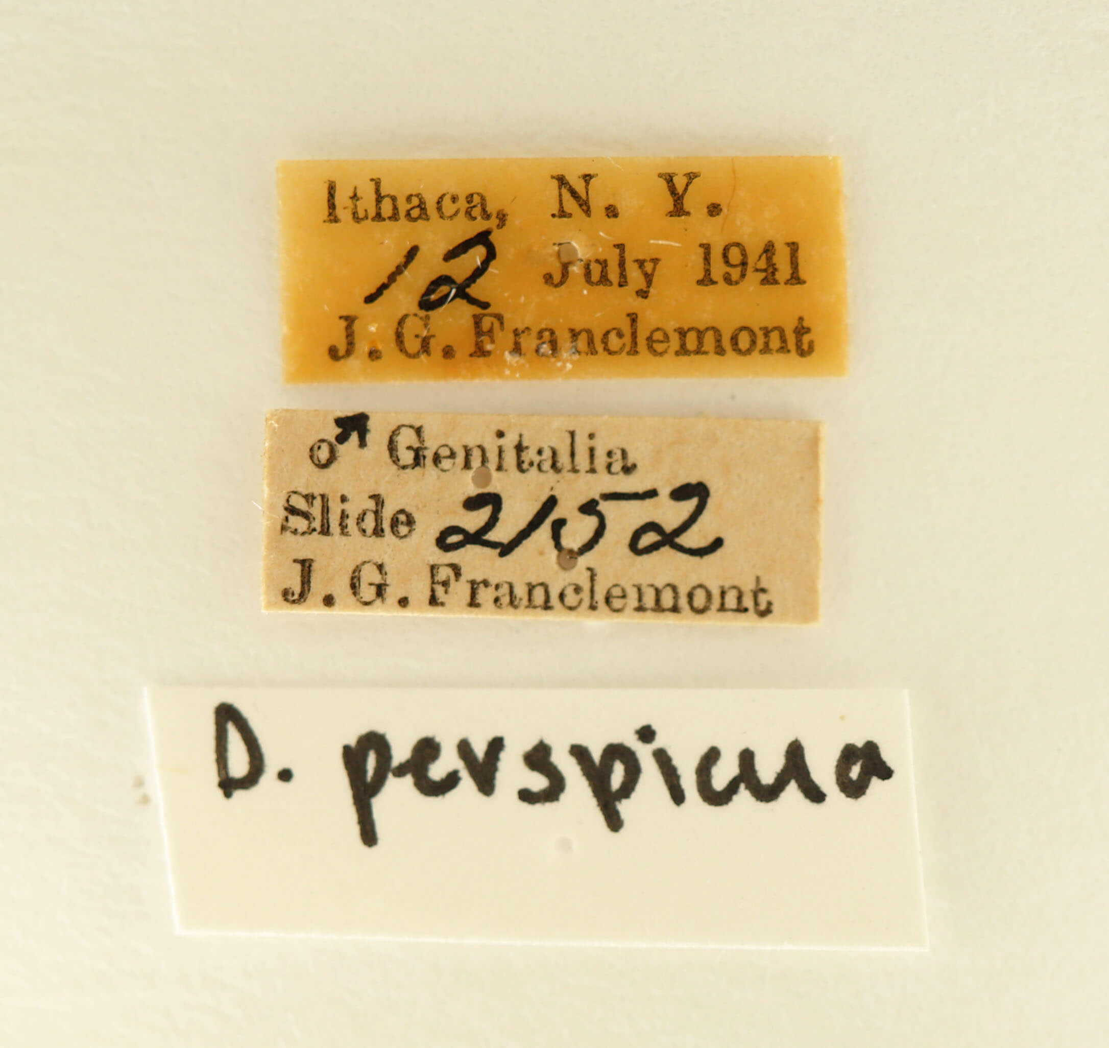 label view of adult Datana perspicua