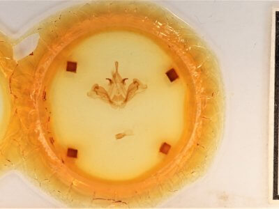 slide view of adult Datana integerrima