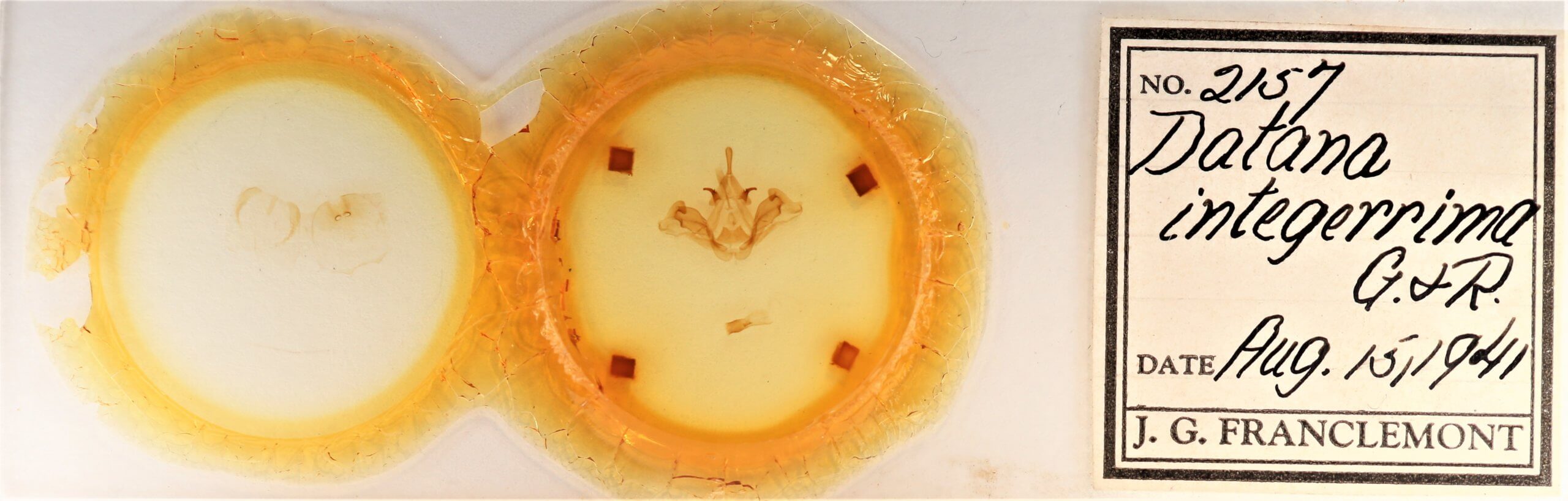 slide view of adult Datana integerrima