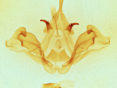 genitalia view of adult Datana integerrima