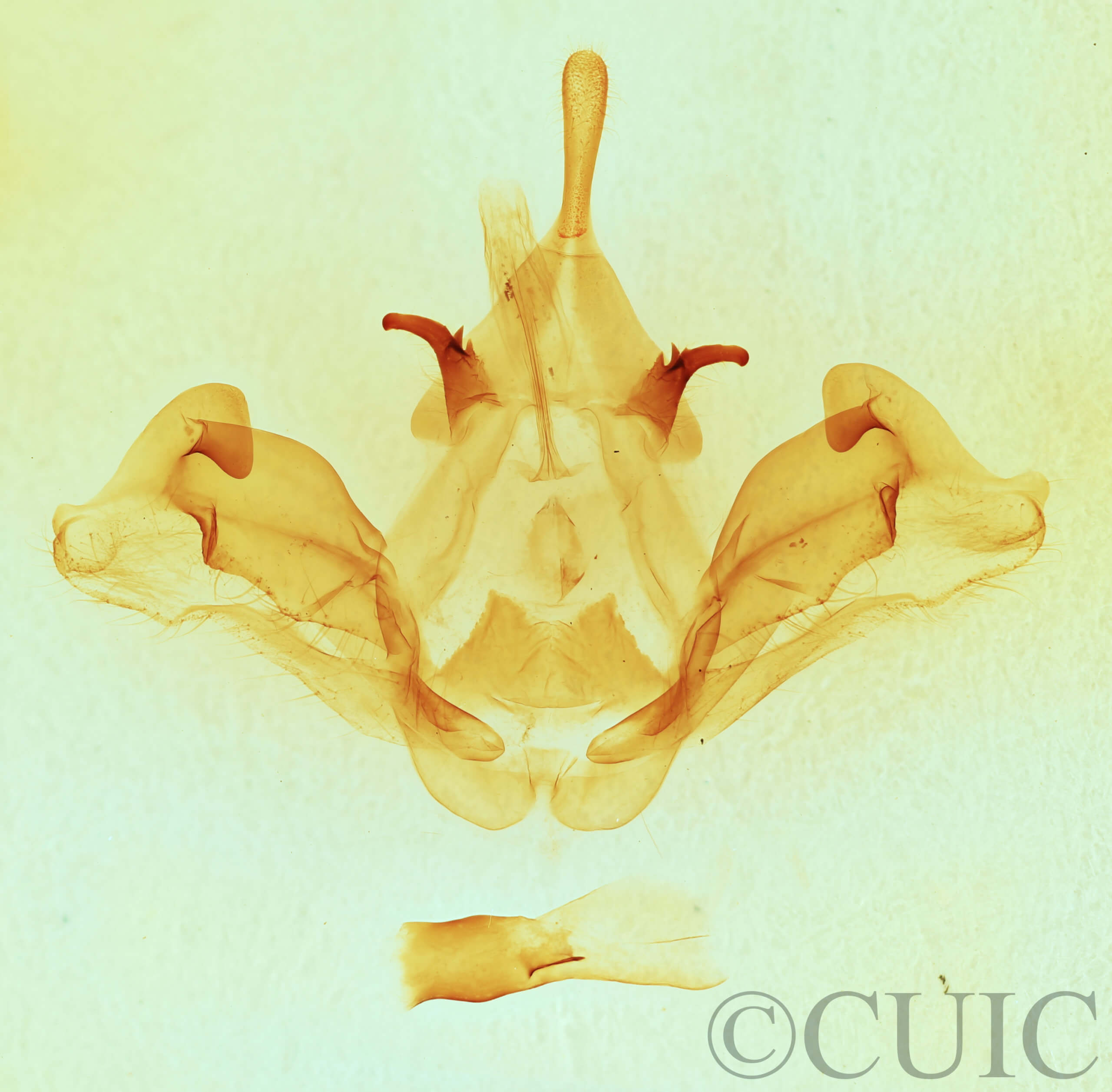 genitalia view of adult Datana integerrima