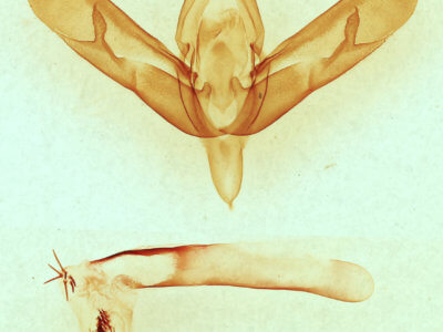 genitalia view of adult Sympistis forbesi