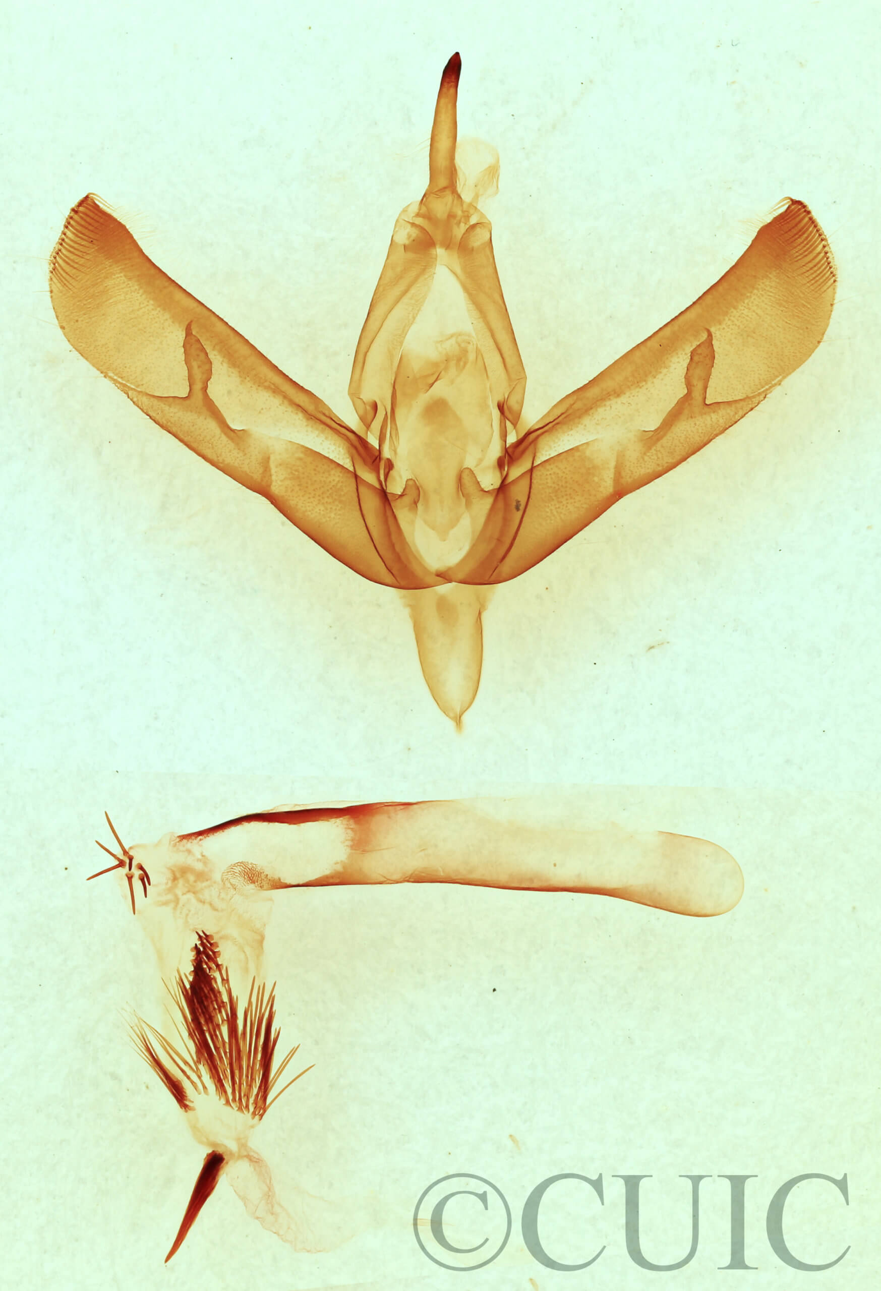 genitalia view of adult Sympistis forbesi