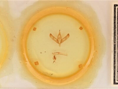 slide view of adult Sympistis forbesi