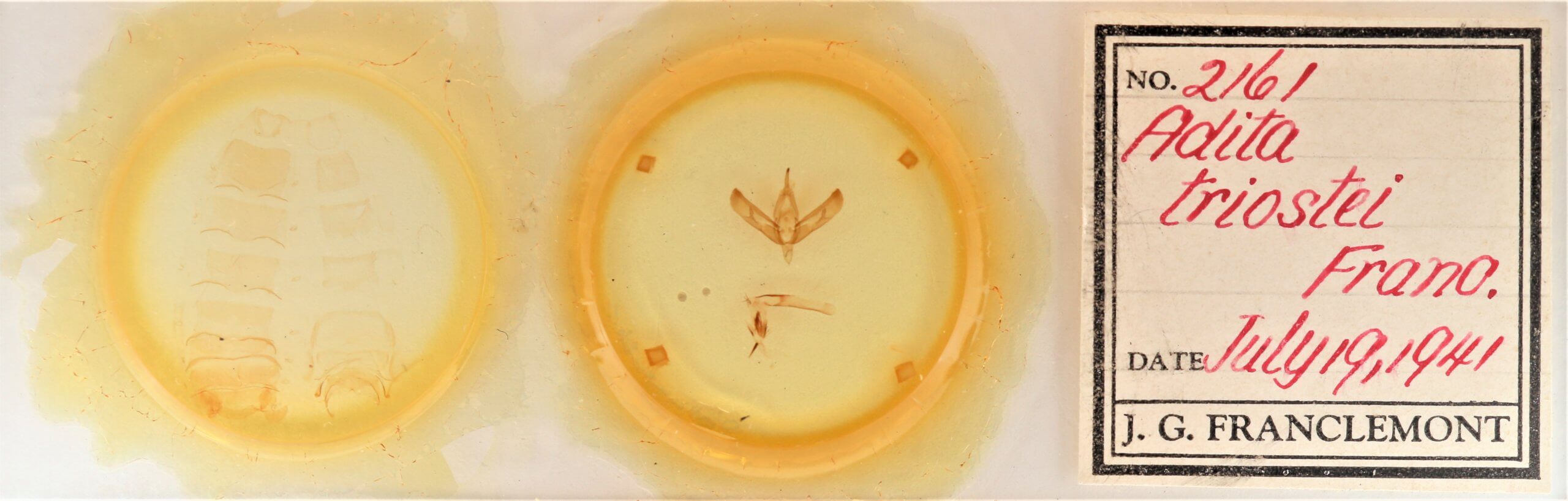 slide view of adult Sympistis forbesi