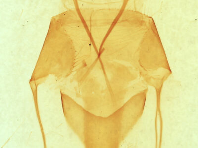 genitalia view of adult Sympistis forbesi