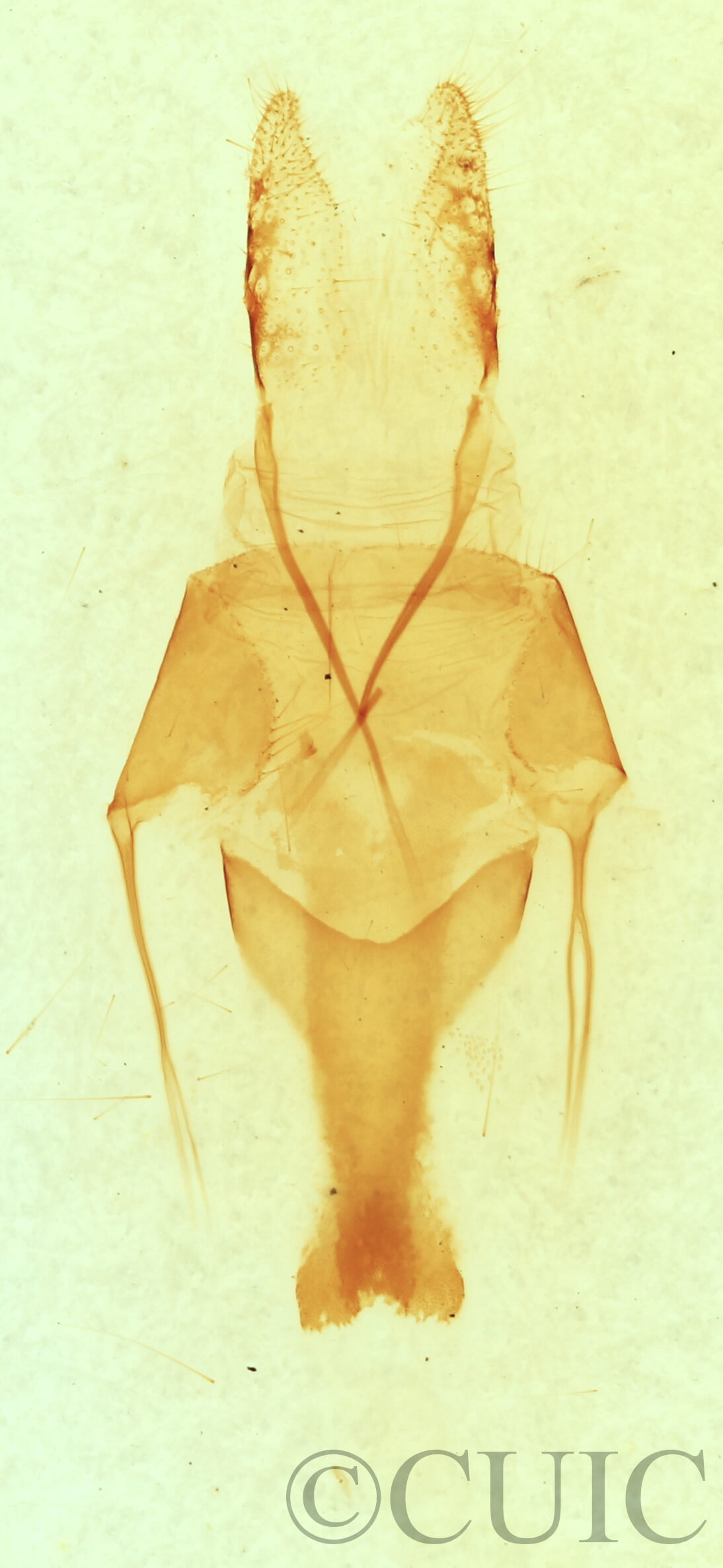 genitalia view of adult Sympistis forbesi