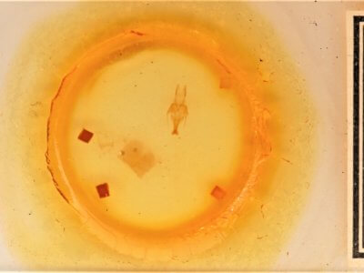 slide view of adult Sympistis forbesi