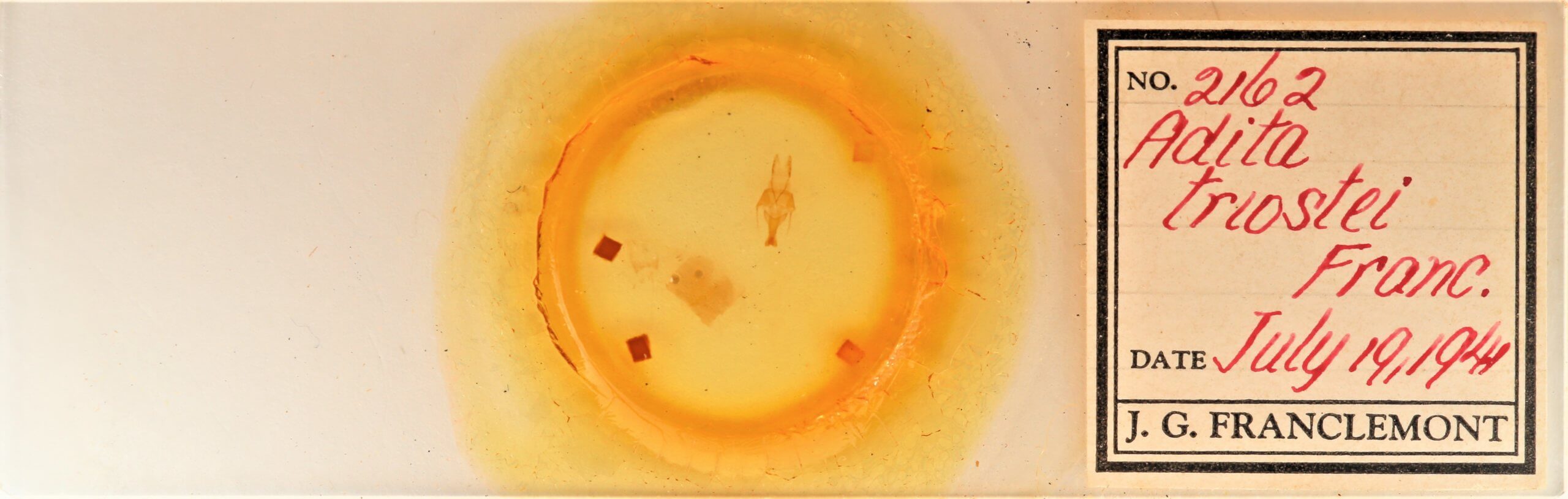 slide view of adult Sympistis forbesi