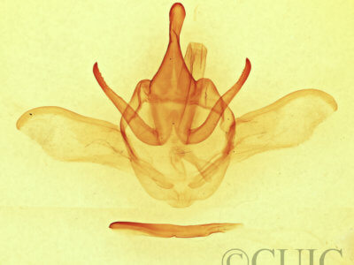 genitalia view of adult Heterocampa astarte