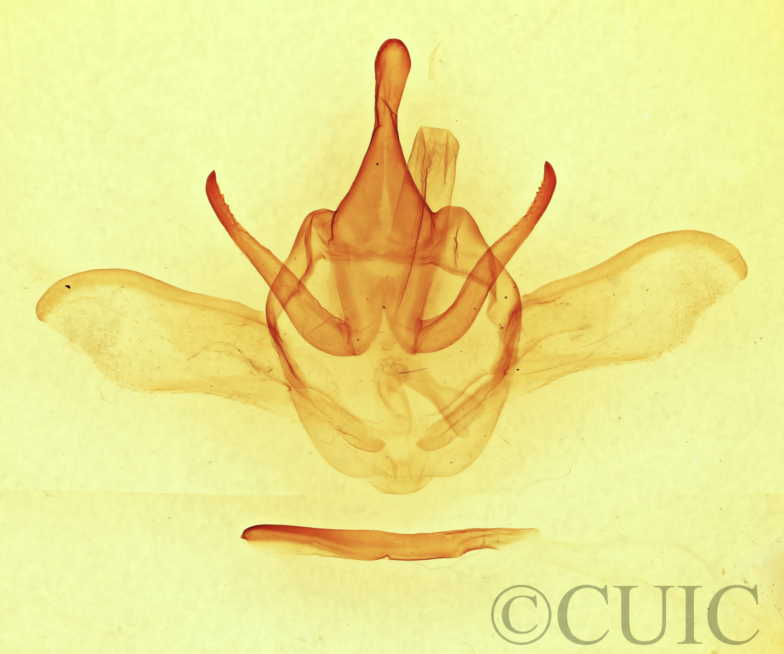 genitalia view of adult Heterocampa astarte