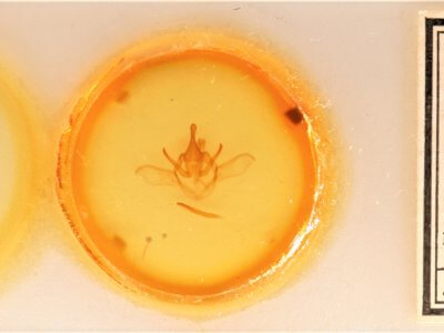 slide view of adult Heterocampa astarte