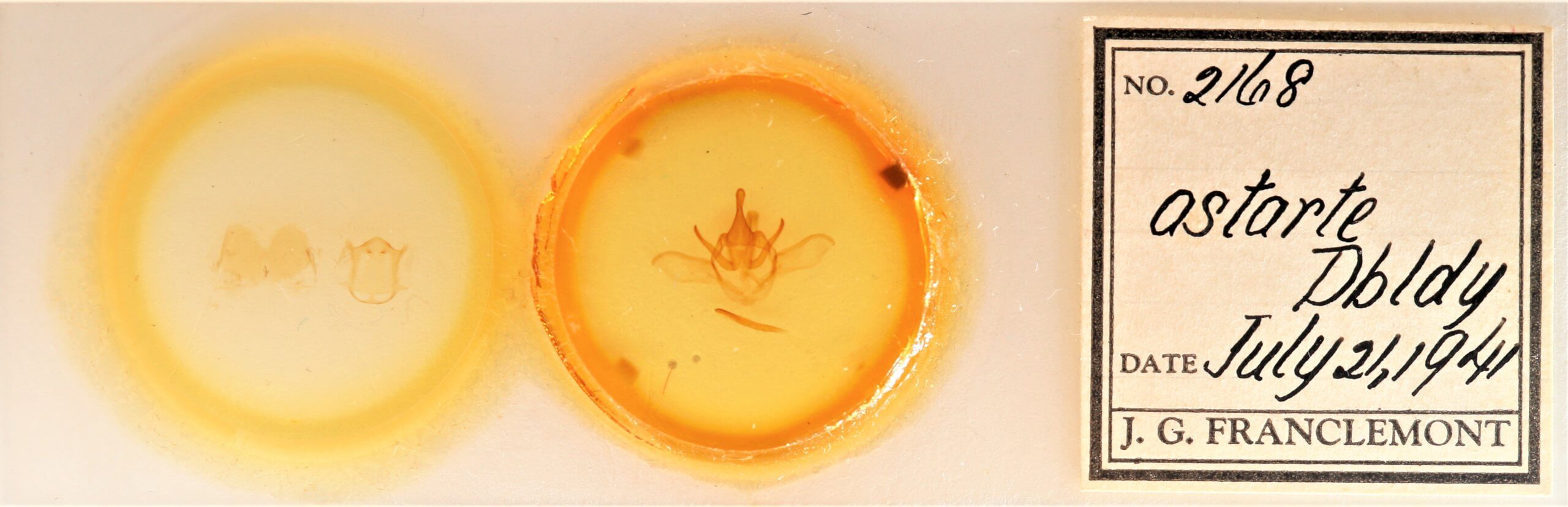 slide view of adult Heterocampa astarte