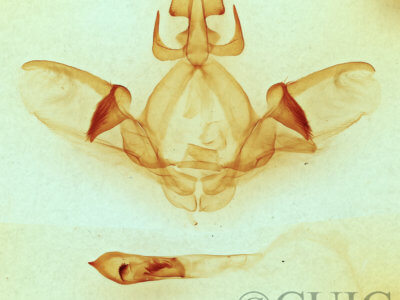 genitalia view of adult Cecrita biundata