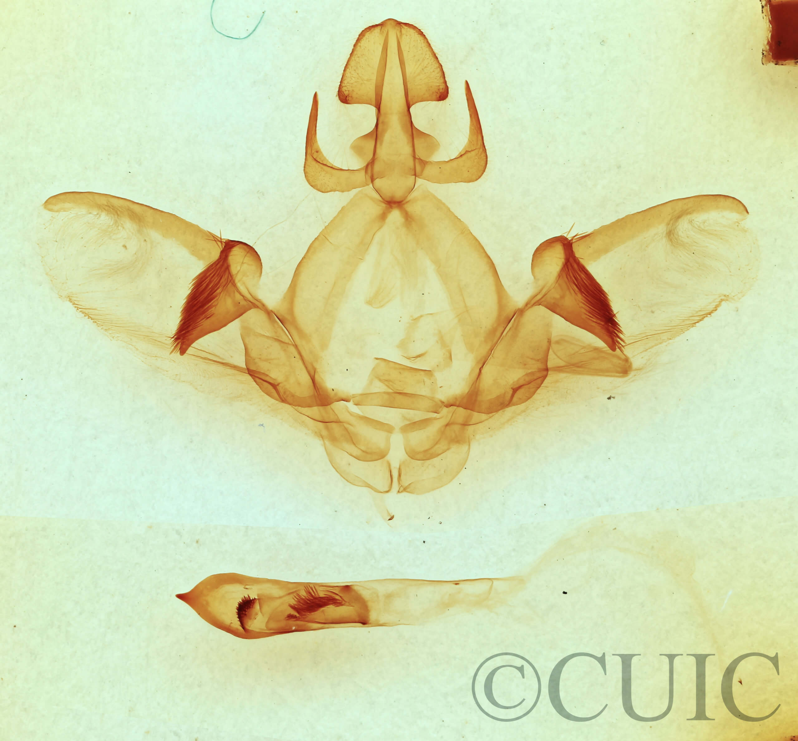 genitalia view of adult Cecrita biundata