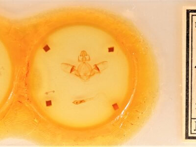 slide view of adult Cecrita biundata