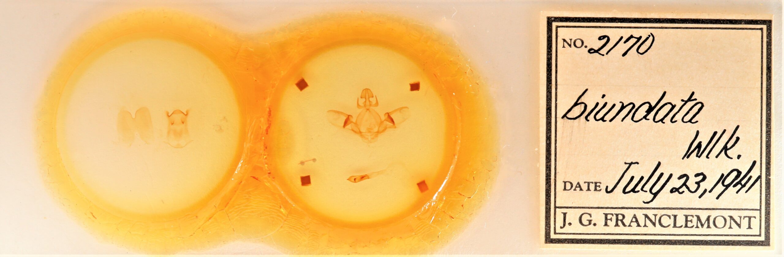 slide view of adult Cecrita biundata